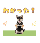 くろしば子犬の毎日スタンプ【犬の日】（個別スタンプ：24）