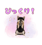 くろしば子犬の毎日スタンプ【犬の日】（個別スタンプ：25）