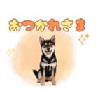 くろしば子犬の毎日スタンプ【犬の日】（個別スタンプ：26）