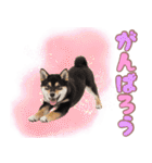 くろしば子犬の毎日スタンプ【犬の日】（個別スタンプ：27）