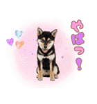 くろしば子犬の毎日スタンプ【犬の日】（個別スタンプ：29）