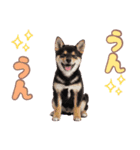 くろしば子犬の毎日スタンプ【犬の日】（個別スタンプ：30）