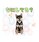 くろしば子犬の毎日スタンプ【犬の日】（個別スタンプ：33）