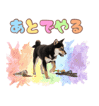 くろしば子犬の毎日スタンプ【犬の日】（個別スタンプ：34）