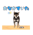 くろしば子犬の毎日スタンプ【犬の日】（個別スタンプ：35）
