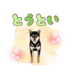 くろしば子犬の毎日スタンプ【犬の日】（個別スタンプ：37）