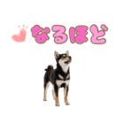 くろしば子犬の毎日スタンプ【犬の日】（個別スタンプ：38）