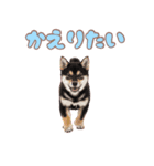 くろしば子犬の毎日スタンプ【犬の日】（個別スタンプ：39）