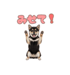 くろしば子犬の毎日スタンプ【犬の日】（個別スタンプ：40）