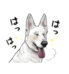 意外と使えるリアル犬の熱い愛（個別スタンプ：1）
