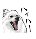 意外と使えるリアル犬の熱い愛（個別スタンプ：2）