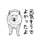 意外と使えるリアル犬の熱い愛（個別スタンプ：11）