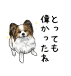 意外と使えるリアル犬の熱い愛（個別スタンプ：12）