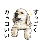 意外と使えるリアル犬の熱い愛（個別スタンプ：13）