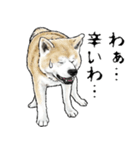 意外と使えるリアル犬の熱い愛（個別スタンプ：16）