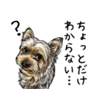 意外と使えるリアル犬の熱い愛（個別スタンプ：17）
