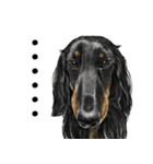 意外と使えるリアル犬の熱い愛（個別スタンプ：19）