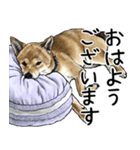 意外と使えるリアル犬の熱い愛（個別スタンプ：23）