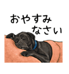 意外と使えるリアル犬の熱い愛（個別スタンプ：24）