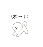 犬の日 ビションフリーゼ（個別スタンプ：4）