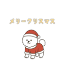 犬の日 ビションフリーゼ（個別スタンプ：31）