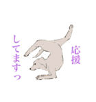 ヨガを嗜むおイヌさんたち（個別スタンプ：19）