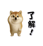 ちょっぴり笑える柴犬（個別スタンプ：1）