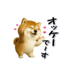 ちょっぴり笑える柴犬（個別スタンプ：3）