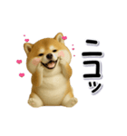 ちょっぴり笑える柴犬（個別スタンプ：7）