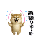 ちょっぴり笑える柴犬（個別スタンプ：17）