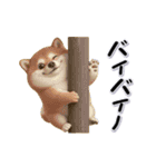 ちょっぴり笑える柴犬（個別スタンプ：24）