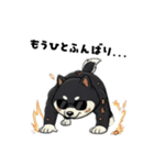 シバニーズのカワジ（個別スタンプ：30）