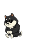 シバニーズのカワジ（個別スタンプ：37）