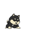 シバニーズのタンラ（個別スタンプ：24）