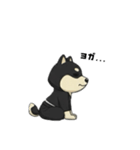 シバニーズのタンラ（個別スタンプ：35）