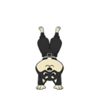 シバニーズのタンラ（個別スタンプ：37）