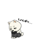 シバニーズのゴムテ（個別スタンプ：12）