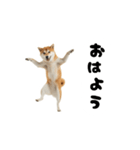 めっちゃ動く！柴犬（個別スタンプ：1）
