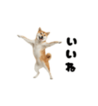 めっちゃ動く！柴犬（個別スタンプ：2）