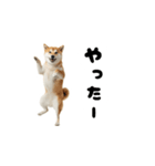 めっちゃ動く！柴犬（個別スタンプ：3）
