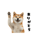 めっちゃ動く！柴犬（個別スタンプ：4）