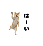 めっちゃ動く！柴犬（個別スタンプ：5）