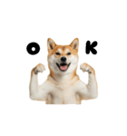 めっちゃ動く！柴犬（個別スタンプ：6）
