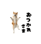 めっちゃ動く！柴犬（個別スタンプ：7）