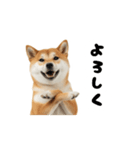 めっちゃ動く！柴犬（個別スタンプ：8）