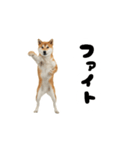 めっちゃ動く！柴犬（個別スタンプ：10）
