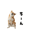 めっちゃ動く！柴犬（個別スタンプ：11）