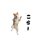 めっちゃ動く！柴犬（個別スタンプ：12）