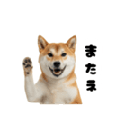 めっちゃ動く！柴犬（個別スタンプ：13）