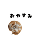 めっちゃ動く！柴犬（個別スタンプ：14）